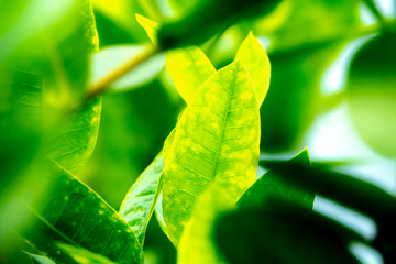 Close up green leaves with greenery backgroud and copy space for text.