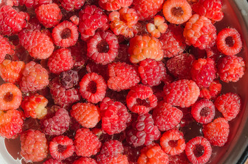 heap of ripe raspberries