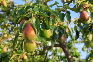 Ripe organic cultivar pears in the summer garden.
