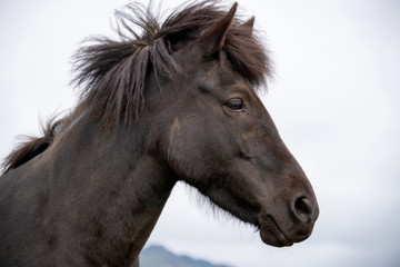 Fototapeta na wymiar Pferdekopf eine Islandpferdes auf Island, aufmerksam vor hellem Himmel