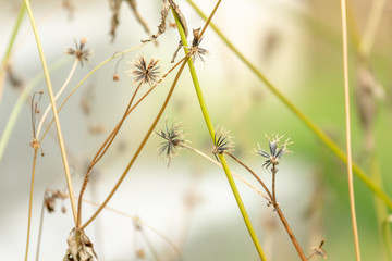 Dried flower background