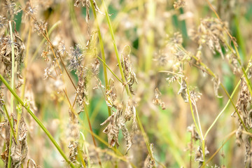 Dried flower background