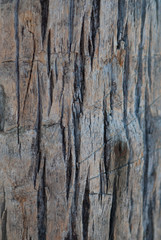 Fototapeta premium Close up abstract tree bark texture background