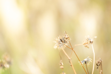 Dried flower background