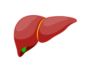 Human healthy liver. Internal organs symbol.. Vector iIllustration info-graphic, isolated on white background.