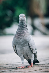 Pigeon eating bread on the street. Beautiful dove