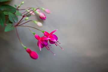 Fuchsia. Branch of flower fuchsia. Purple flower.