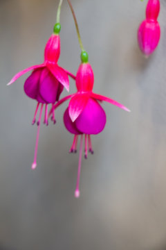 Fuchsia. Branch of flower fuchsia. Purple flower.