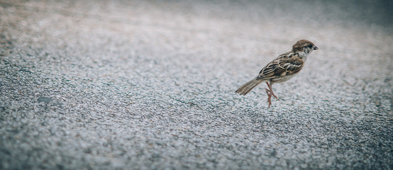 Sparrow ordinary in the city on the street