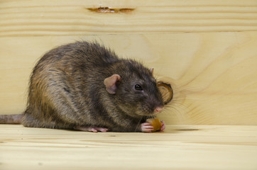 Rat eats a bread rusk.