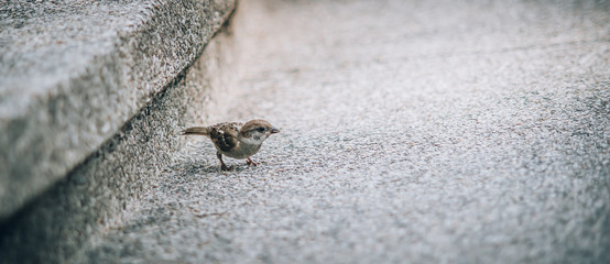 Sparrow ordinary in the city on the street