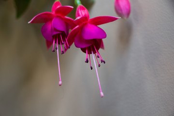 Fuchsia. Branch of flower fuchsia. Purple flower.