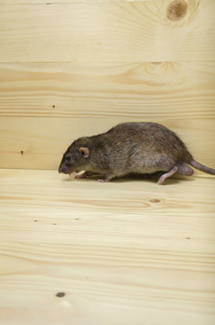 Rat eats a bread rusk.