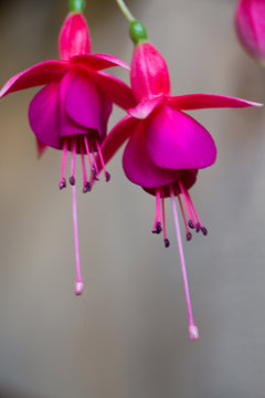 Fuchsia. Branch of flower fuchsia. Purple flower.