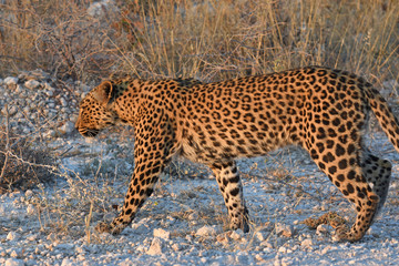 Leopard (panthera pardus) im Etosha Nationalpark (Namibia)