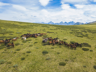 Naklejka na ściany i meble A herd of horses in the pasture. Altai landscape
