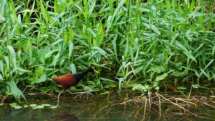 Tortuguero, Costa Rica