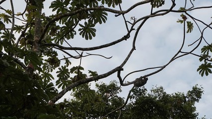 Tortuguero, Costa Rica