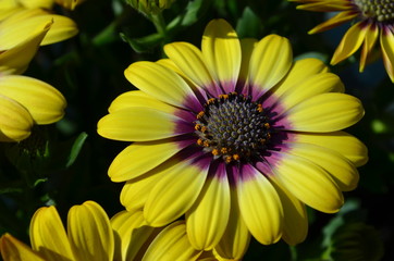 close-up shot of a yellow and violet cape daisy flower blossom