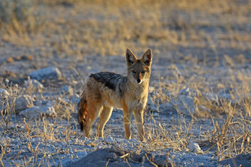 Schabrackenschakal (Canis meomelas) im Etosha Nationalpark