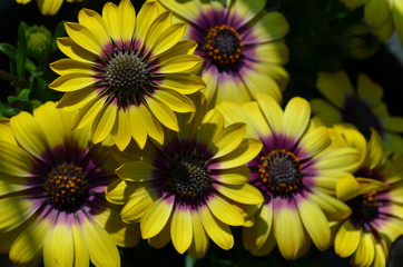 Lovely blossoms of yellow and violet cape daisies