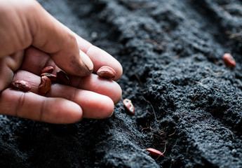 Farmer hand planting seeding in soil