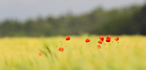 Mohn Blüte in Getreidefeld