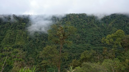 Obraz na płótnie Canvas Costa Rica forest