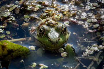 frog rising through the water