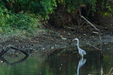 Grey Heron or Ardea cinerea stands in dirty river