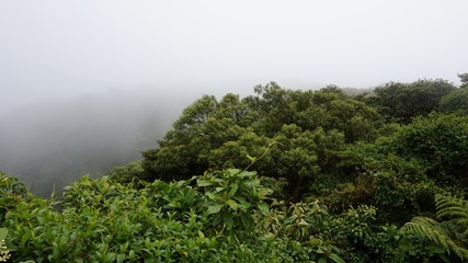 Costa Rica Rainforest