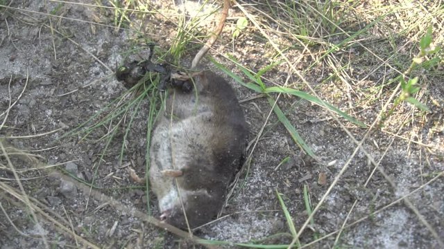Dead animal. Flies and a beetle on a dead animal