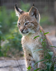 Northern Lynx Wildcat