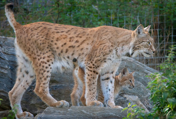 Northern Lynx Wildcat