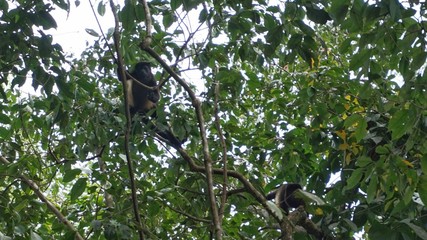 Manuel Antonio NP, Costa Rica