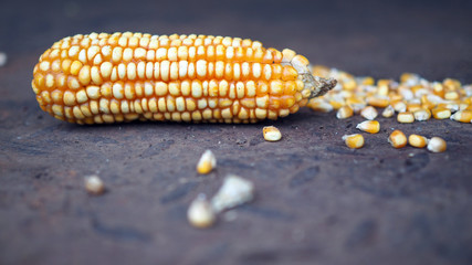 Raw Corn Seeds or Corn kernels are the fruits of corn. Grains of ripe corn. Kernels and seeds of maize.