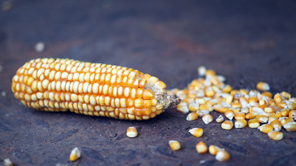 Raw Corn Seeds or Corn kernels are the fruits of corn. Grains of ripe corn. Kernels and seeds of maize.