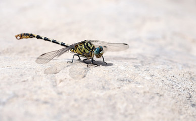 Beautiful dragonfly