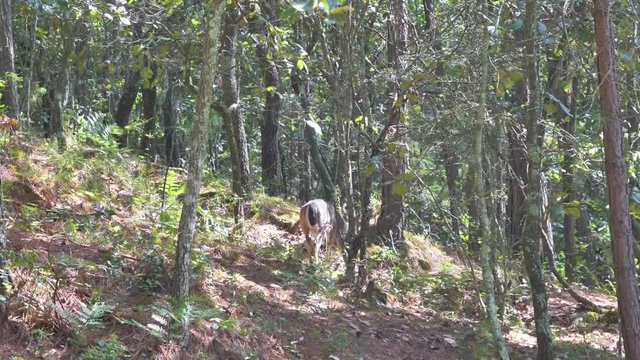 Bura deer climbing meanwhile he move away in Mexican northeast forest