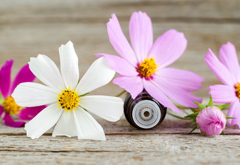 Small glass bottle with essential oil on the old wooden background. Cosmos flowers, close up. Aromatherapy, spa and herbal medicine ingredients. Copy space.