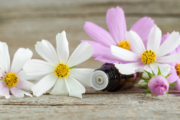 Fototapeta na wymiar Small glass bottle with essential oil on the old wooden background. Cosmos flowers, close up. Aromatherapy, spa and herbal medicine ingredients. Copy space. 