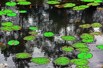 Wasserpflanzen