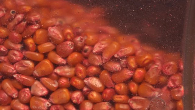Red corn maize seed in seeding machine chemically treated  for protection as bird repellent