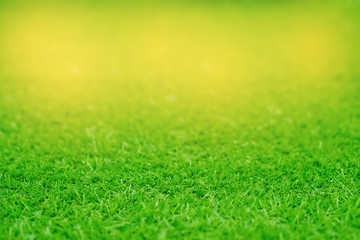 Fototapeta na wymiar grass field background, green grass, green background