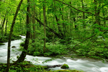 Obraz premium 急流