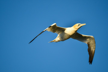 Basstölpel im Flug