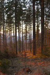 Forêt rougeoyante au Champ du Feu en Alsace