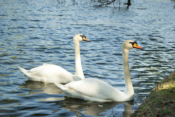 couple of white wild swans in a summer pond