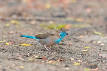 Blue Waxbill, Uraeginthus angolensis, little blue bird in Sao Tome
