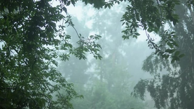 Strong torrential rain, rainwater streams reduce visibility, tree branches are swinging from the gusts of the wind, a storm warning. View from the window to the park.